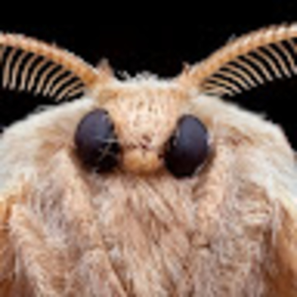 Meet your Posher, Möthma